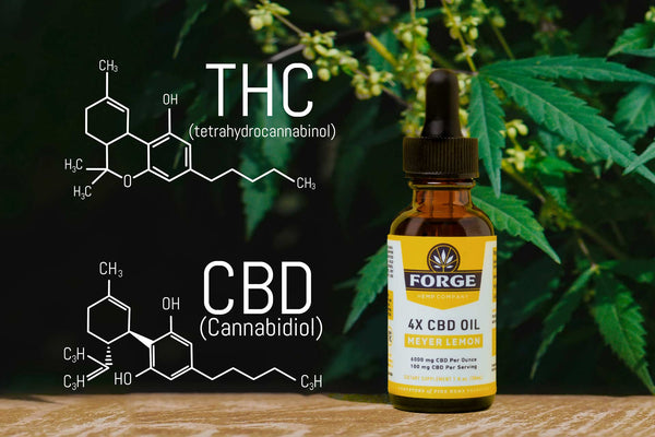 HHC vs. CBD: You Asked, We Answer
