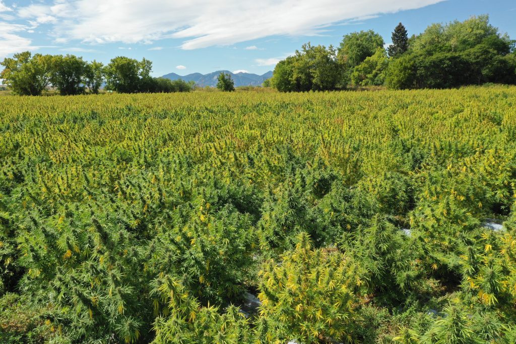 Our partner hemp farm in Boulder, Colorado.