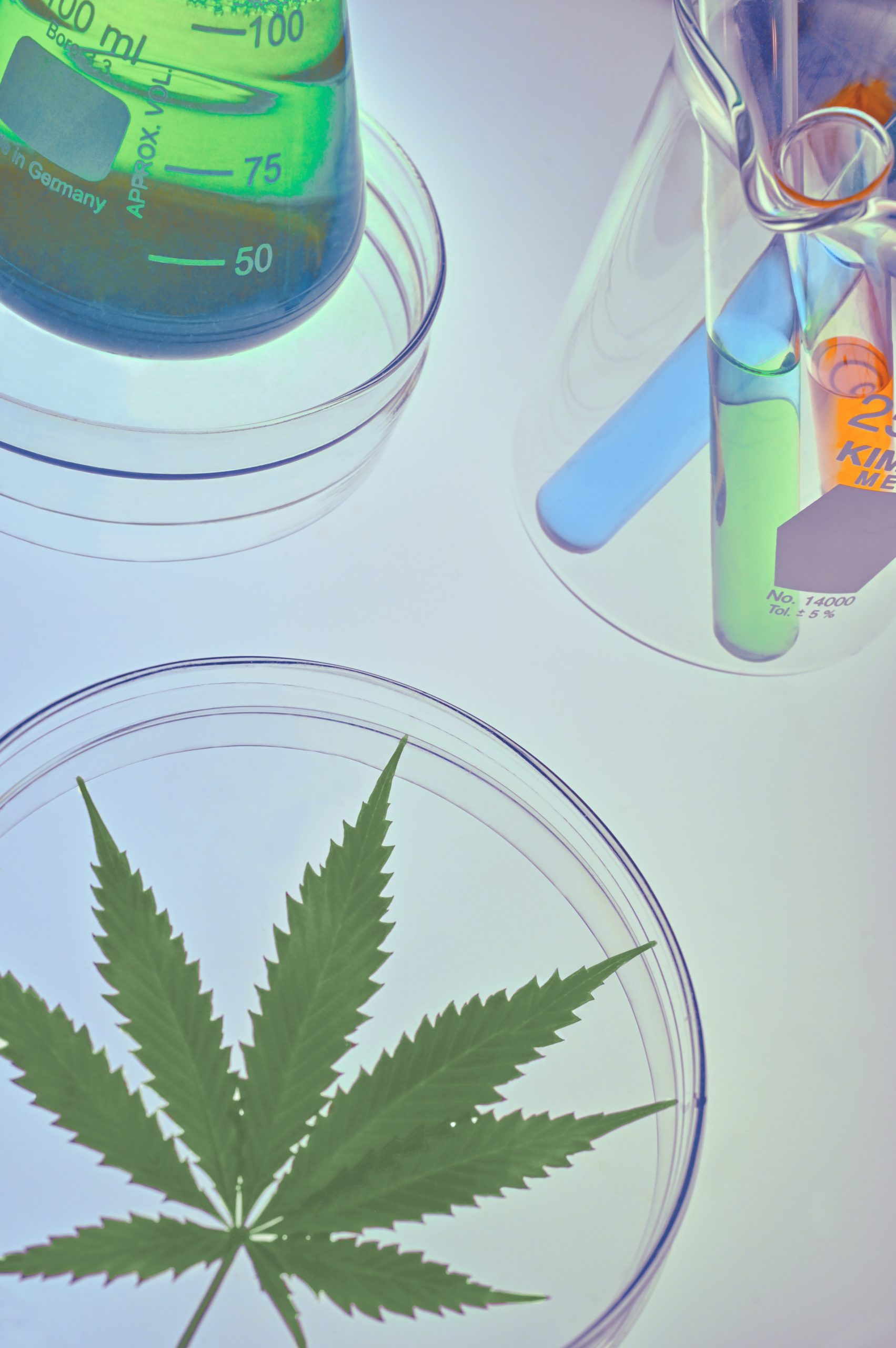 cannabis leaf in a dish next to beakers