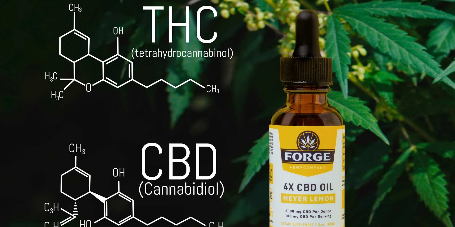 the compounds oof thc and cbd next to Forge Hemp cbd tincture