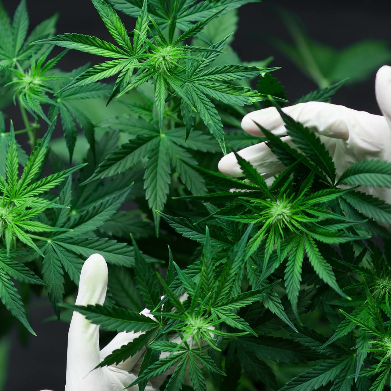 gloved hands hold cannabis plant